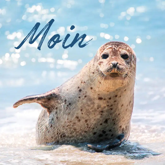 Magnet -Moin Seehund-