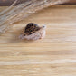 Haarklammer klein -Schildkröte Braun-