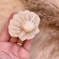 Seife -Muschel Baumwolle-